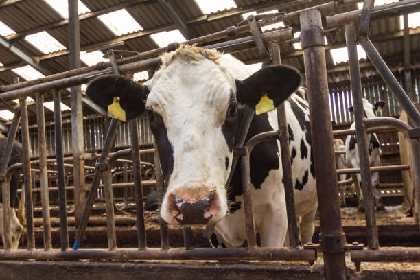 istock Holsteiner cattle in the stable 899923332
