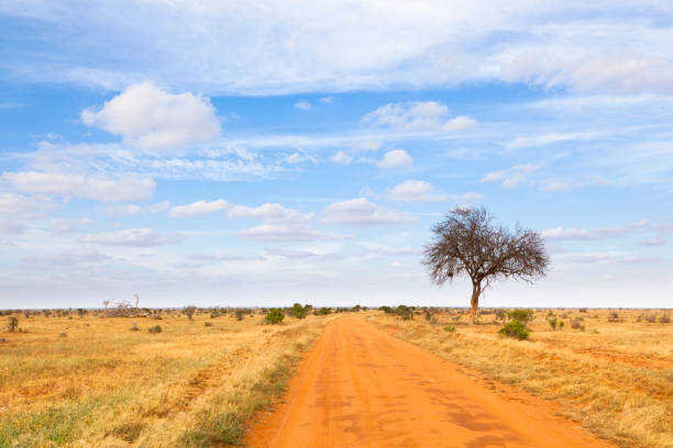 istock Tsavo East National Park, Kenya 899923656