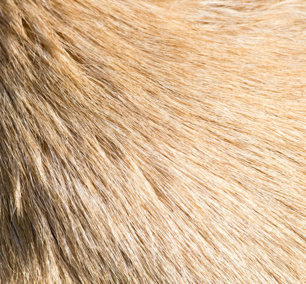 istock Wool of a dog as an abstract background 899926078