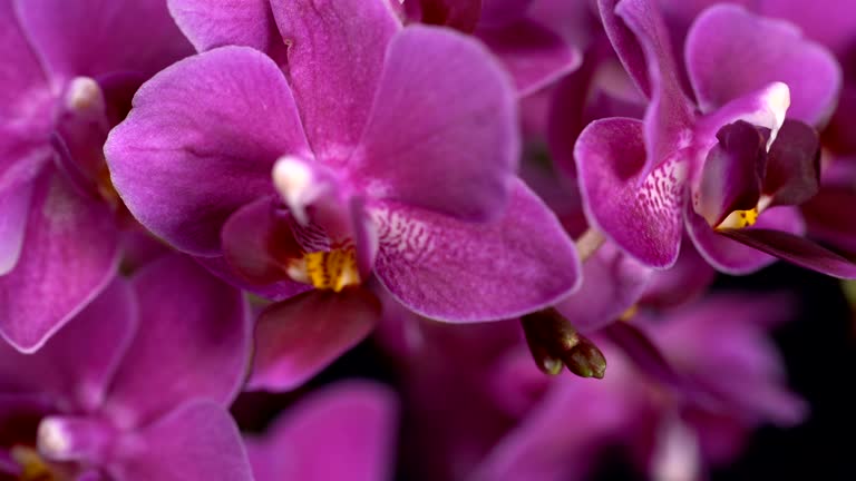 purple mini orchid turns on black background