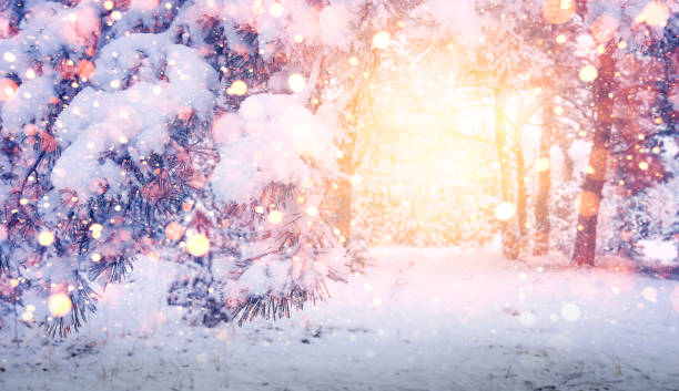 istock bright magic glow in Christmas forest. Winter background. Glowing snowflakes fall on snowy trees and snow. Winter landscape at sunrise in morning. 899930518