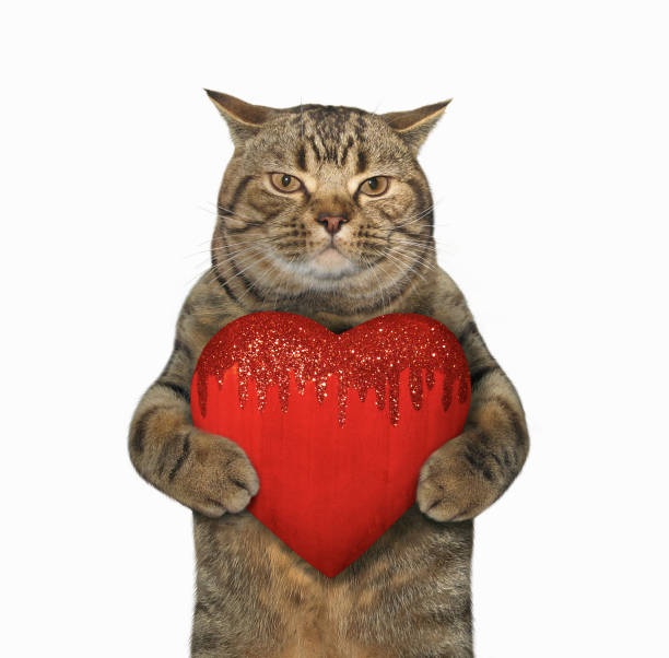 istock Cat with a shiny heart 899930544