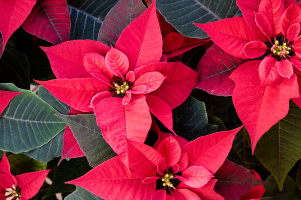 istock Poinsettia plant background 899931674