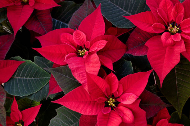Poinsettia plant flower background