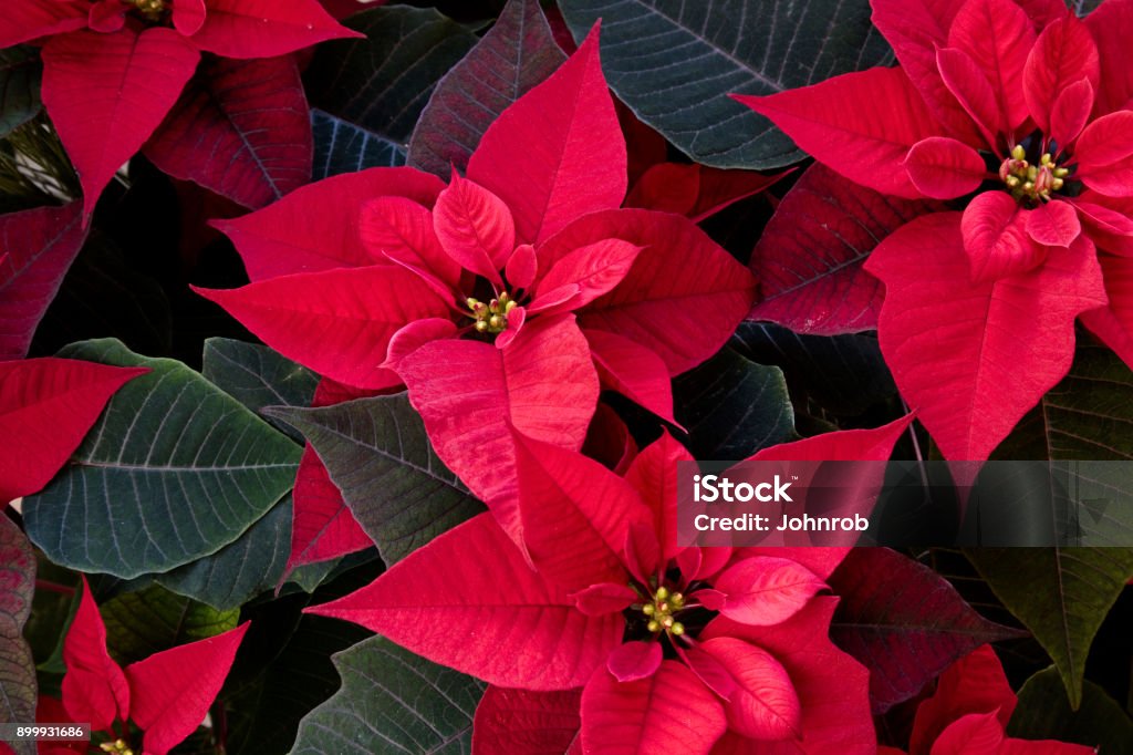 Poinsettia plant flower background Close up image of plant. Image shot with Canon Rebel T6s 24 Megapixel, 24-105mm f/4L IS USM lens. Poinsettia Stock Photo