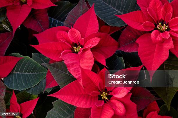 Poinsettia Plant Flower Background Stock Photo - Download Image Now - Poinsettia, Christmas, Close-up