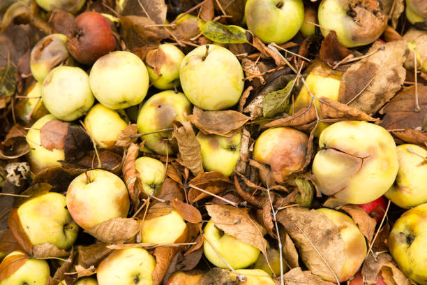 istock Apples lie on the ground in autumn 899931968