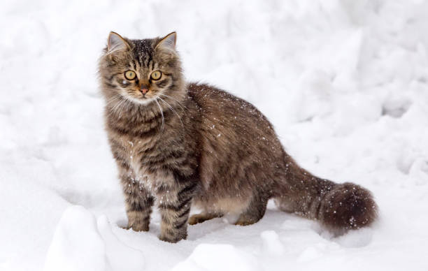 istock Cat walks in the snow in winter 899934880