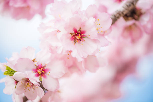 istock Spring blossom orchard. Abstract blurred background. 899935980
