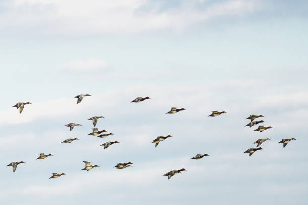 vol de canards - fuligule a tete rouge photos et images de collection