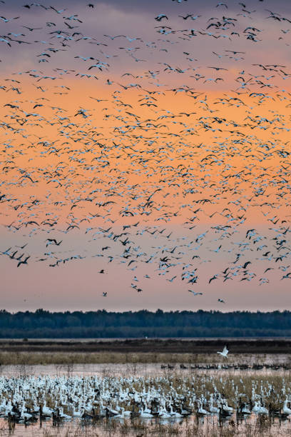 istock Geese and more geese 899938116