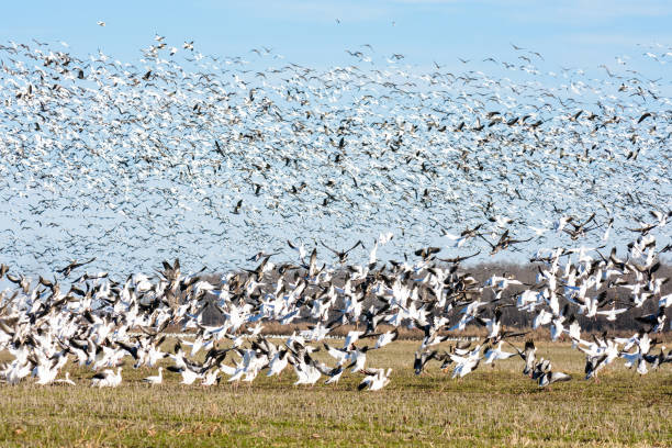 istock Thousands of geese 899938470