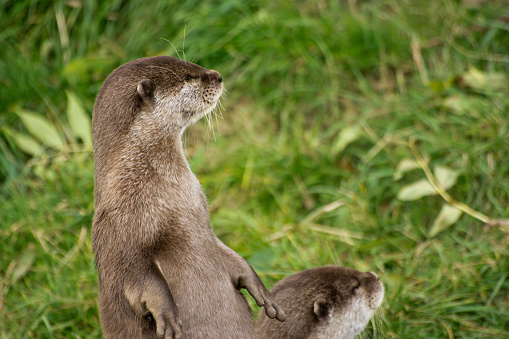 Asian short clawed otters on a riverbank.