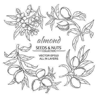almond branches vector set on white background