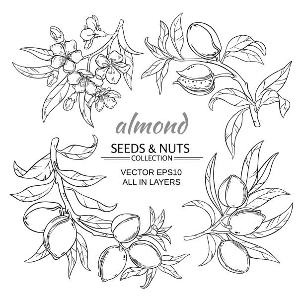 almond vector set almond branches vector set on white background almond tree stock illustrations