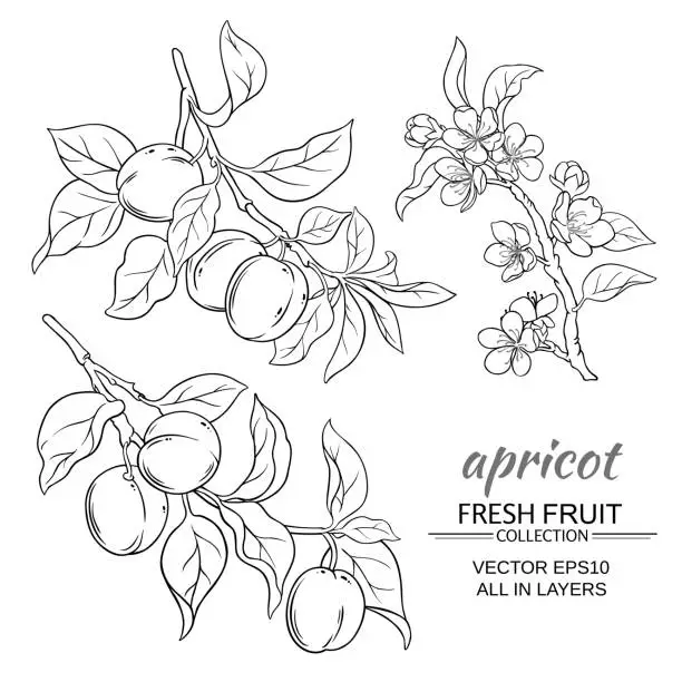 Vector illustration of apricot vector set