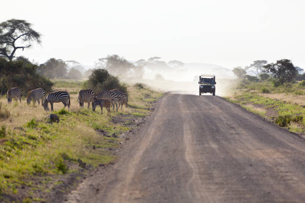 istock Zebras And Safari Car in Kenya 899942856
