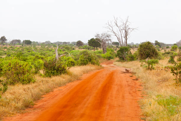 istock Tsavo East National Park, Kenya 899942978