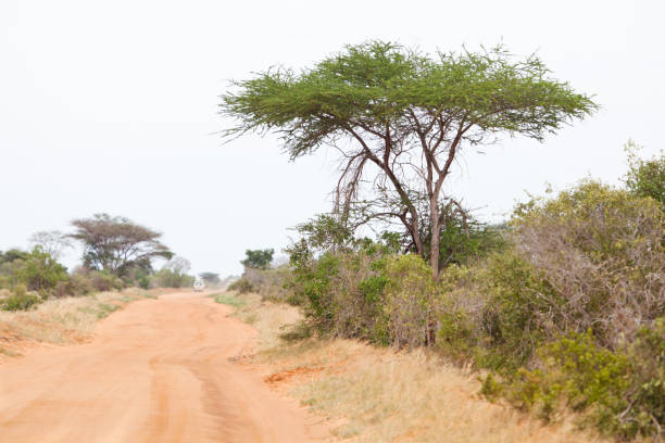 istock Tsavo East National Park, Kenya 899943086