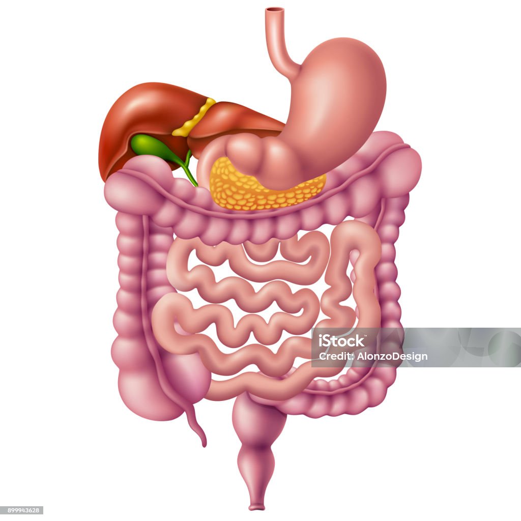 Intestine System Vector Human Digestive System Stock Illustration - Download Image Now ...