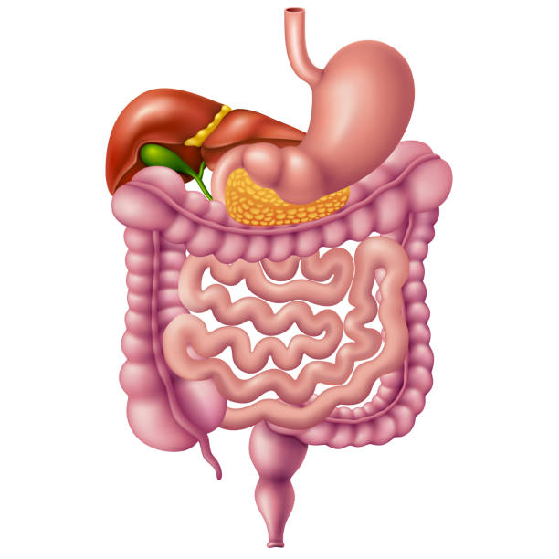 Human Digestive System Gastrointestinal tract intestine illustrations stock illustrations