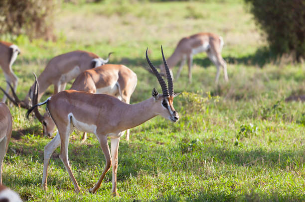 istock Gazelles in Amboseli, Kenya 899943772