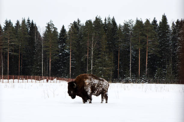 istock Panorama with bison in snowy winter outdoors 899943932