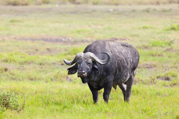 istock Cape Buffalo in Kenya 899944210