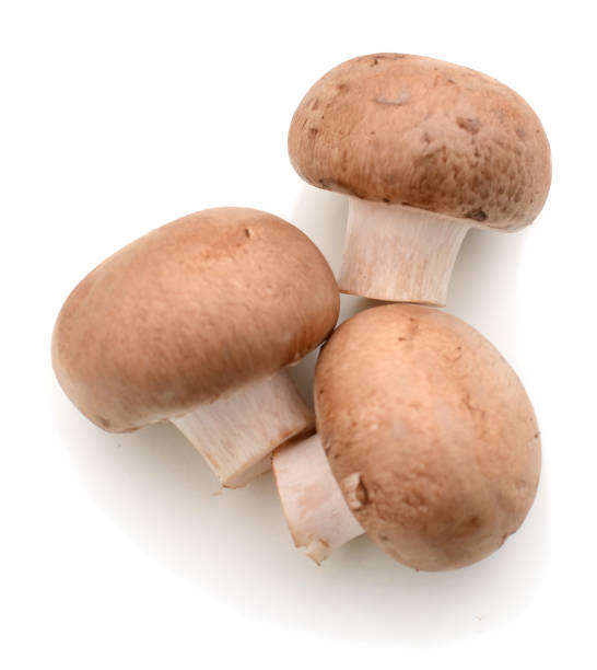 istock Collection champignon isolated on white background. Top view 899951806