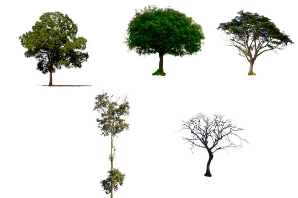 isolated tree on white background - tree growth sequoia rainforest imagens e fotografias de stock