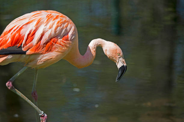 istock pink flamingo 899954602