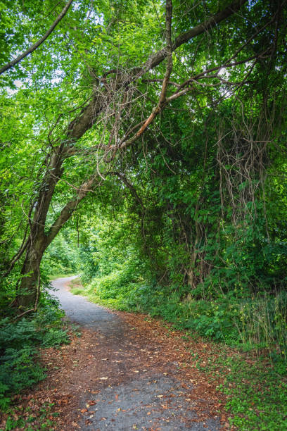 istock Natural Woodlands Arch 899954828