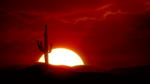 Big sunrise over desert with silhouette of cactus