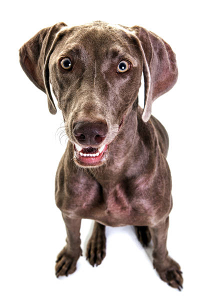istock weimaraner dog looking at the camera. studio shooting. 899960672