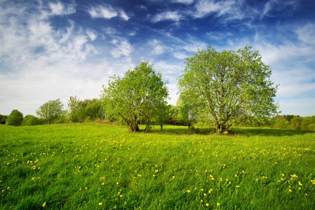Bright Summer landscape green meadow and forest in the background against the backdrop of a beautiful blue sky and white clouds.