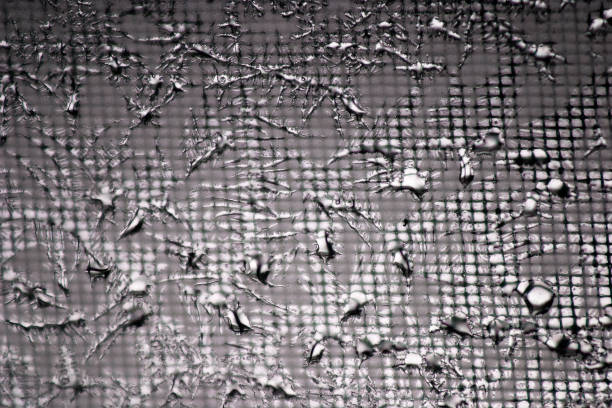 Condensation Ice 2 stock photo