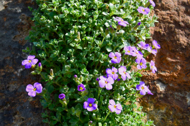 istock Purple Rockcress (Aubrieta Tauricola) 899967114
