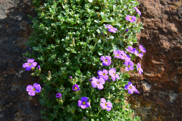 istock Purple Rockcress (Aubrieta Tauricola) 899967138