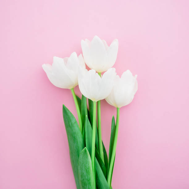 Creative arrangement of tulips on pink background. Flat lay. Creative arrangement of tulips on pink background. Flat lay. white tulips stock pictures, royalty-free photos & images