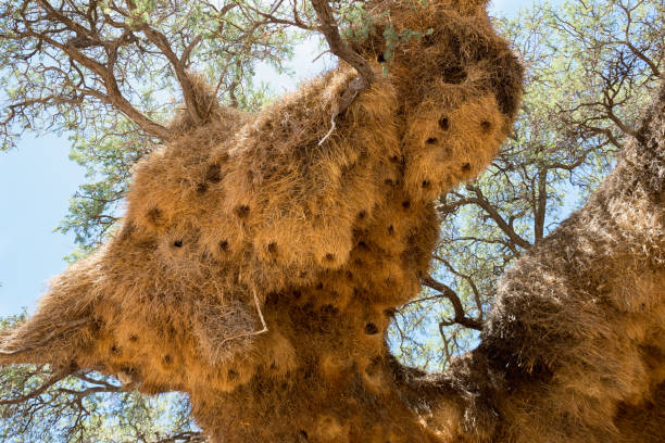istock Large nest of weaver birds 899967834