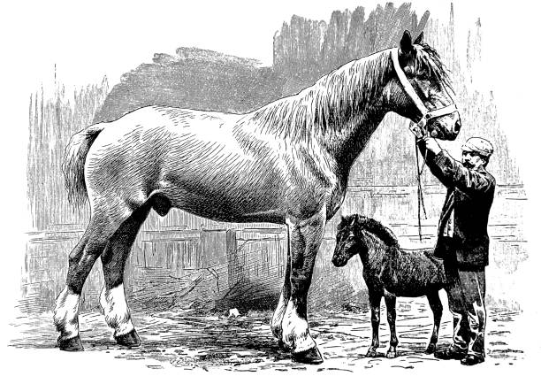 istock Farmer prepares the horses to the ride - 1896 899968046