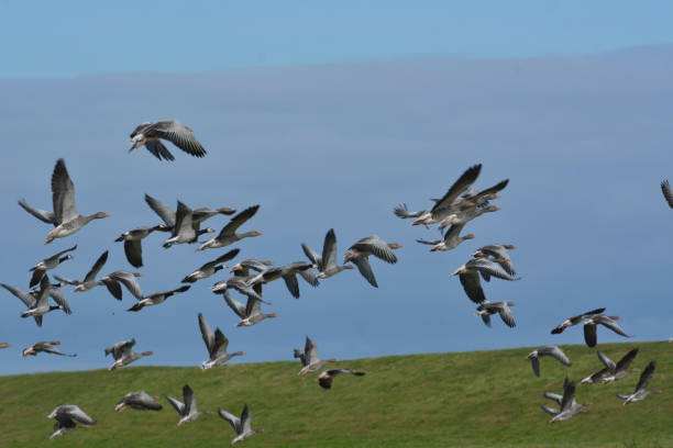Barnacle Goose and Bean goose a herd of wild geese anser fabalis stock pictures, royalty-free photos & images