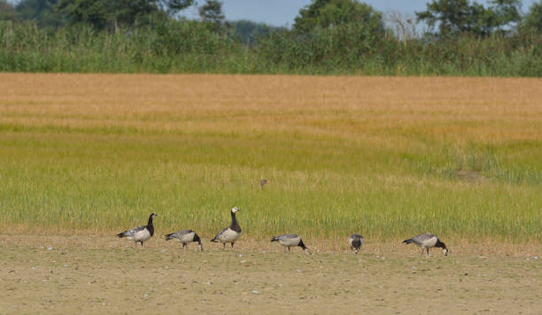 Barnacle Goose and Bean goose a herd of wild geese anser fabalis stock pictures, royalty-free photos & images