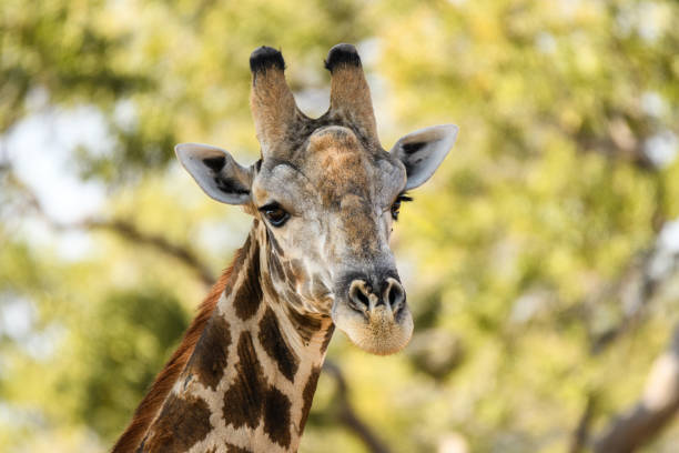 istock Africa’s amazing animals 899969170