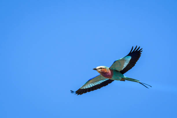 istock Africa’s amazing animals 899969180