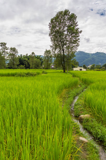 istock Green rice fields in Pokhara Valley, Nepal 899973376