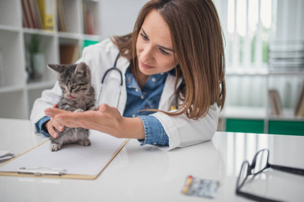 istock Cat at veterinarian exam 899973530