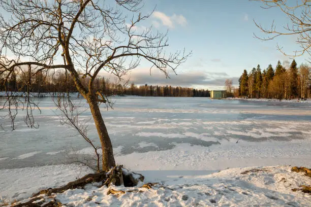 Winter landscape. The frozen White Lake in Gatchina Park
