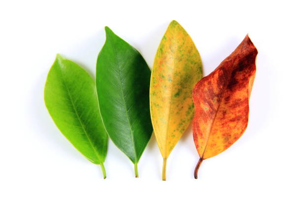 istock Leaves of the four seasons 899976376