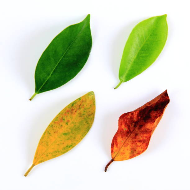 istock Leaves of the four seasons 899976416